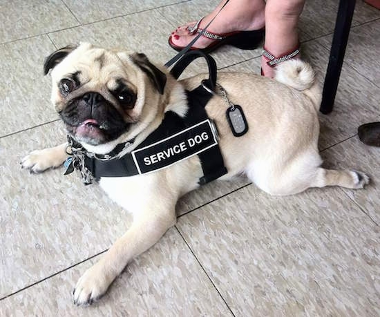 Side view - A tan with black Pug is laying across a tiled floor and it is looking forward. Its mouth is open and it looks like it is smiling. It is wearing a vest that has the words - service dog - on the side.