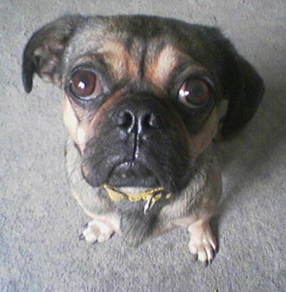 Close up looking down at the dog's head - a small tan and black dog with large round eyes sitting on a tan carpet looking up at the camera.