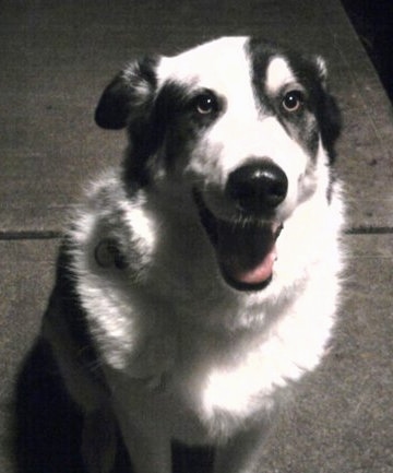 Front view - A black and white Pyreness Husky dog sitting on concrete with his mouth open looking happy.