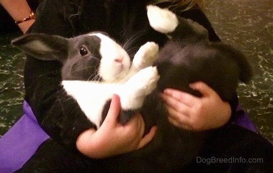 Close up - A black with white Dwarf Netherland Bunny is laying belly up in the arms of a person.