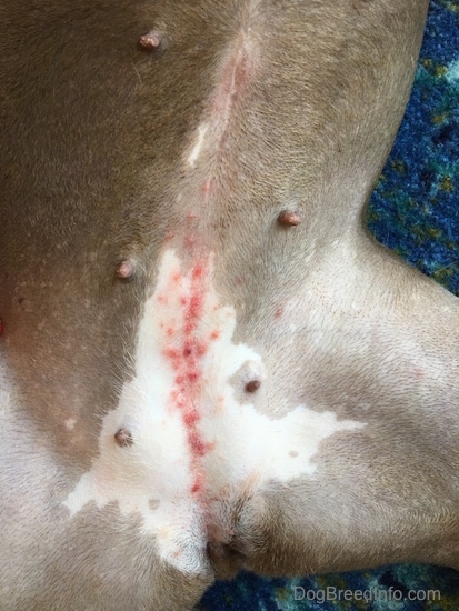 The underside of a dog with red bumps all over it