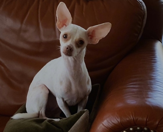 A large eared white with tan Rat-Cha is sitting on a pillow on a couch. The small dog's head is slightly tilted to the right.