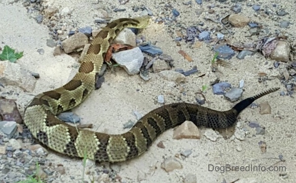 A very large thick tan with brown spotted snake on a sandy rocky ground showing its rattle off.