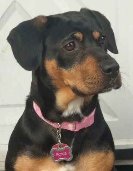 Close up head and upper body shot - A black with brown and white Reagle is sitting in front of a door, it is looking up and to the right. It has a pink collar with paw prints on it and a pink bone ID tag that says ROXIE
