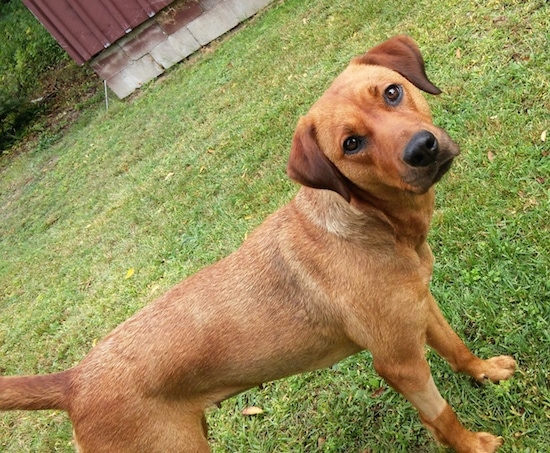 rhodesian ridgeback lab mix puppy