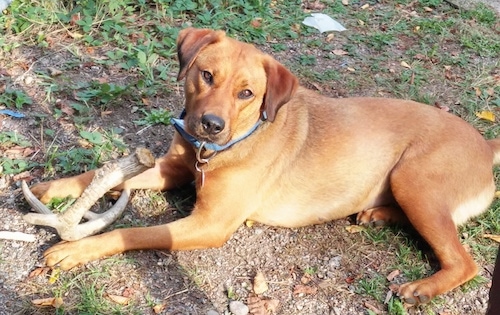 rhodesian ridgeback lab mix puppy