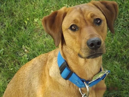 rhodesian ridgeback yellow lab mix