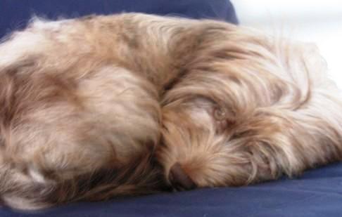 Close up - A long haired tan Schweenieis laying curled up in a ball on a blue blanket. It is looking forward. Its eyes are golden in color.