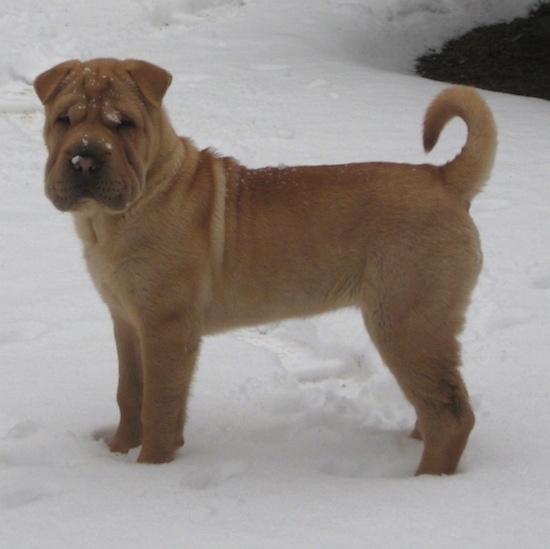 shar pei chinese wrinkly dog