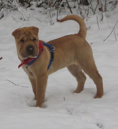 why are shar pei dogs so wrinkly