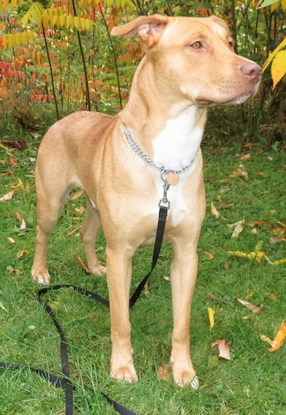 pitbull mixed with german shepherd puppy