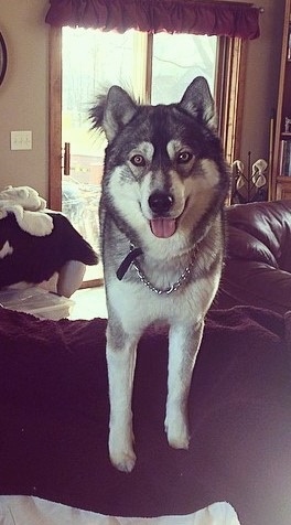 Front view - A wolf looking black, grey and white Siberian Husky standing up on a chair looking at the camera with his tongue hanging out with a brown leather couch and a sliding glass door behind him. The dog is wearing a chain collar.