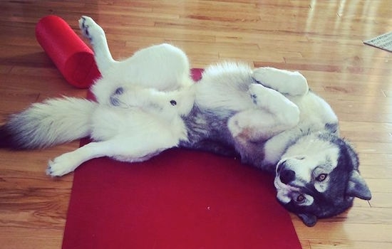 side view - A black, grey and white Siberian Husky laying belly-up on a hardwood floor and a red throw rug with a red bolster pillow behind him. The dog is relaxed.