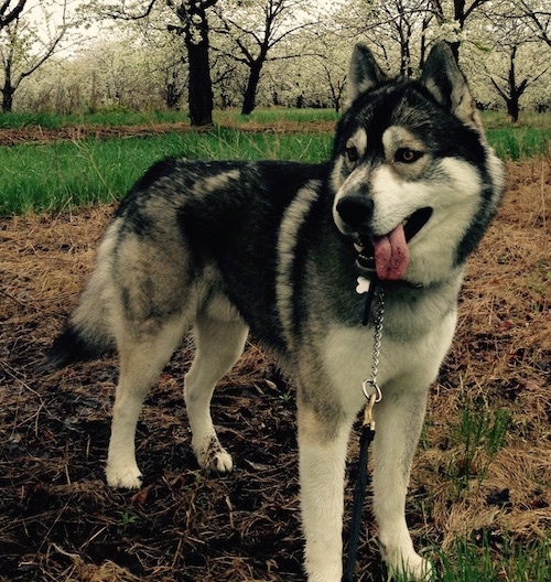 Front side view - A wolf-looking, black, grey and white Siberian Husky standing in the woods with white flowering trees in the background. He is looking to the left and his tongue is hanging out to the right of his mouth