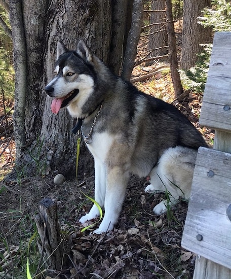 The left side of a thick-coated, black, grey and white Siberian Husky dog wearing a choke chain collar sitting under a tree next to a wooden bench. It is panting and looking to the left.