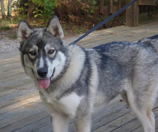 Side view - A thick-coated, wolf looking, black, grey and white Siberian Husky puppy standing outside on a wooden deck looking at the camera with his tongue hanging out