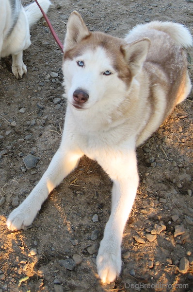 copper and white husky