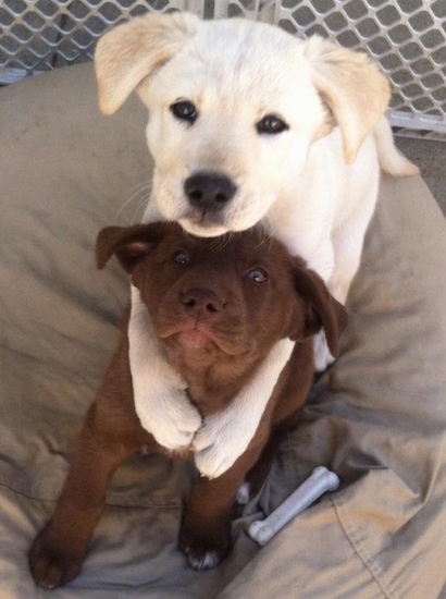 Two puppies on a tan dog bed - A yellow Siberian Retriever puppy is sitting behind and has its front paws around a brown Siberian Retriever puppy. The pups are looking up.