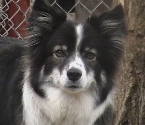 Close up head shot - A fringe eared black with white Ski-Border dog is standing in grass and it is looking forward. It has pointy perk ears.