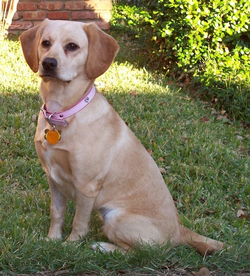 spaniel terrier cross