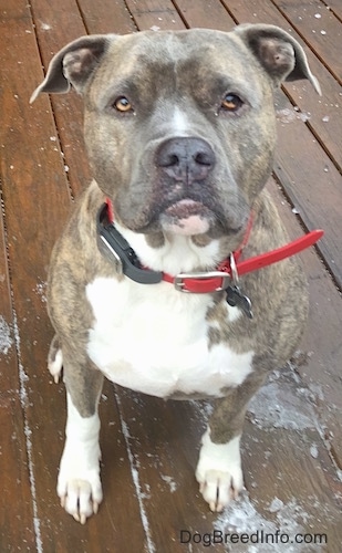 Spencer the Blue Nose Brindle Pit Bull 5 years old