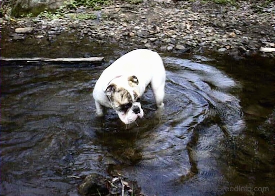 Spike the Bulldog is standing in a stream of water and he is looking to the right.