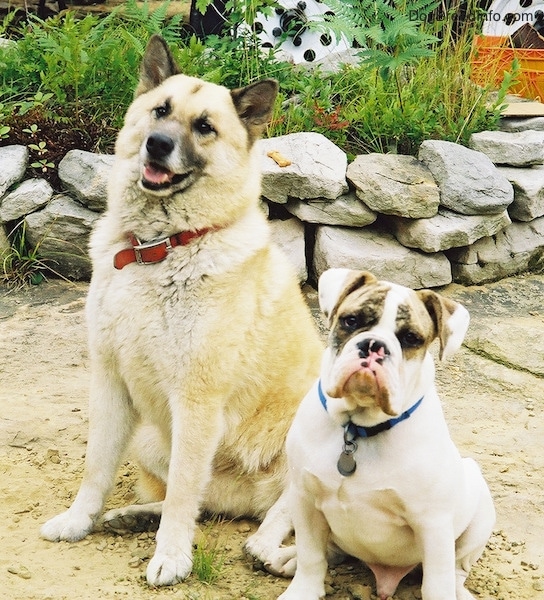 A fluffy white large breed, shepherd mixed breed dog sitting in sand next to Spike the Bulldog, a white with brown brindle bulldog. There is a rock wall and a camper behind them.