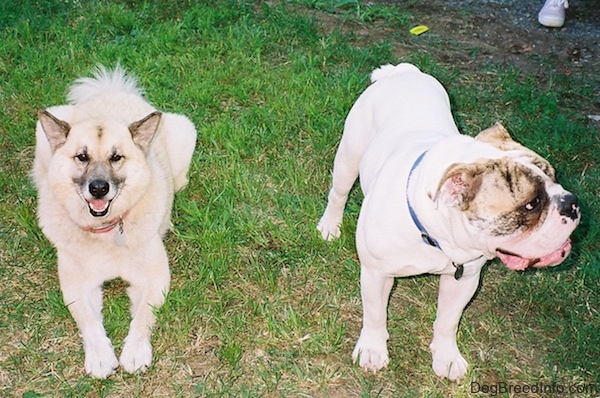 A tan with black Shepherd Husky is laying in grass, it is looking up, its mouth is open and it looks like he is smiling. Spike the Bulldog is standing next to him, he is looking to the right and his mouth is open.