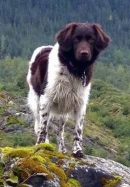 A brown and white Stabyhoun dog is standing on a mossy rock and it is looking forward.