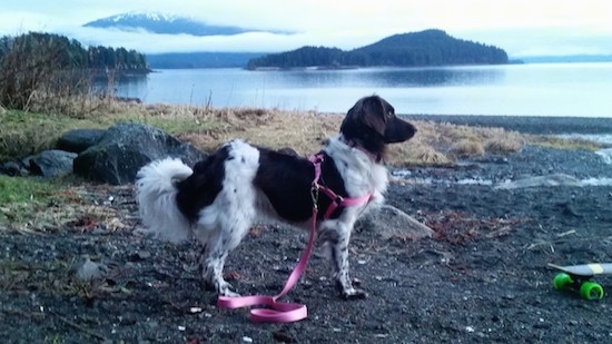 The right side of a brown and white Stabyhoun that is standing across a dirt surface that is near a body of water. In front of it is a small skateboard.