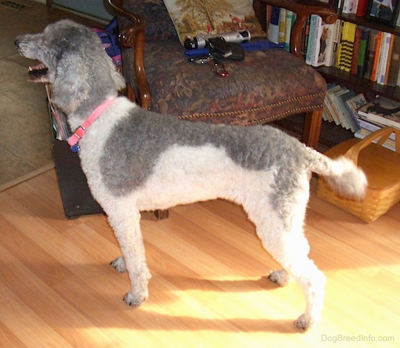 Side view - A curly-coated, gray and white dog standing on a hardwood floor facing the left next to a fancy living room chair and a Longaberger basket.