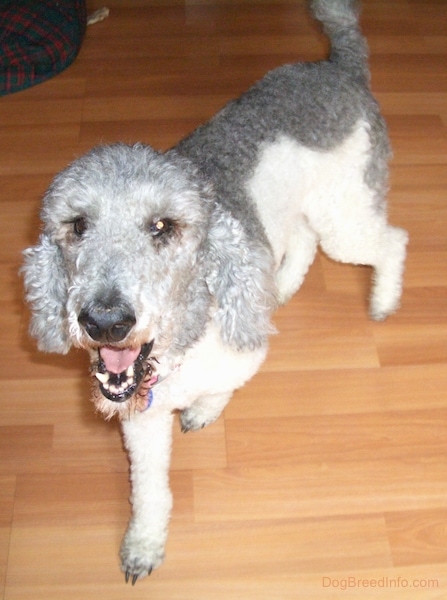 A curly-coated, gray and white dog standing on a hardwood floor looking up at the camera with its mouth open.