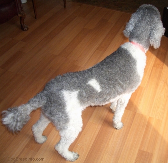 View from the top looking down at the dog - A curly-coated, gray and white dog wearing a red collar standing on a hardwood floor.