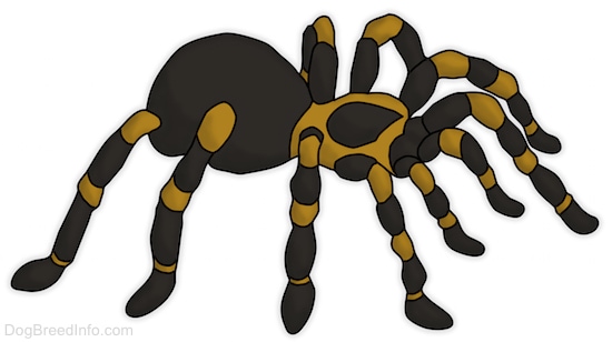 A drawling of a tarantula.