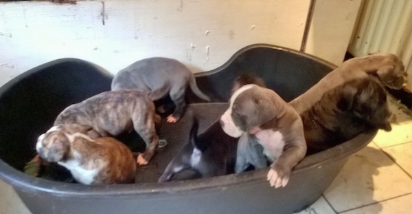 Six puppies inside of a black tub on top of a white tiled floor in a house.