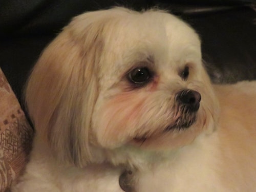 Close up head shot - A small white and tan dog with long straight hair laying on a couch looking to the right. The dog has wide dark eyes and a black nose.
