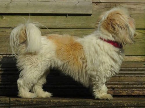 View from the side of a white and tan dog wearing a red collar standing on a wooden bench in front of a wooden house. The dog has a thick coat and long drop ears with a tail that curls up over its back with long hair on it.