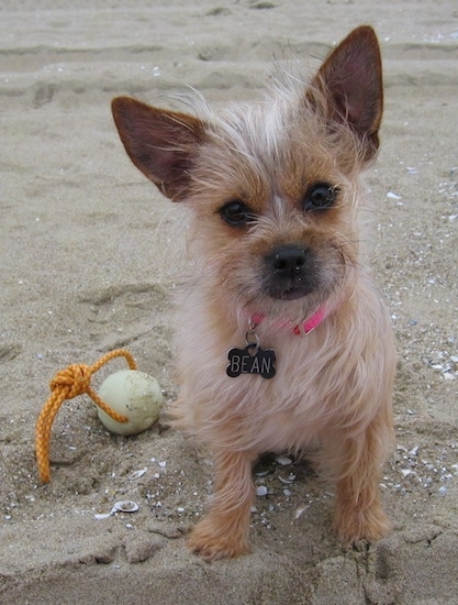 chihuahua dog mixed with terrier