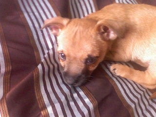 Top down view of a short-haired, tan with white Toxirn puppy laying across a bed looking forward. The dog has a tan body and a black snout wiht dark eyes and small ears that stick up and fold over to the front in a v-shape.