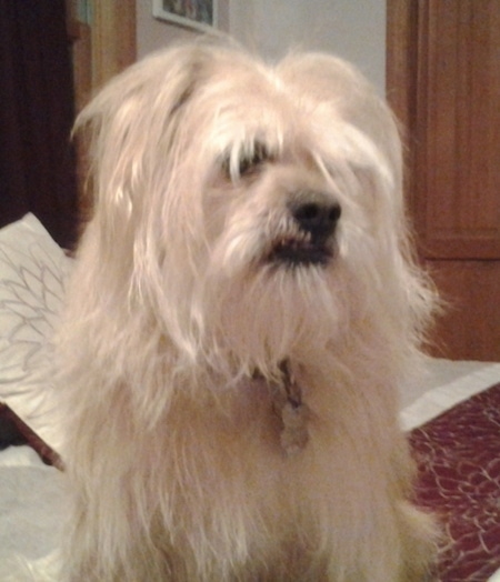  Close up vedere laterală din față - un câine Toxirn cu părul lung, așezat pe un pat, privind spre dreapta. Are părul lung, un nas blak și un underbite.