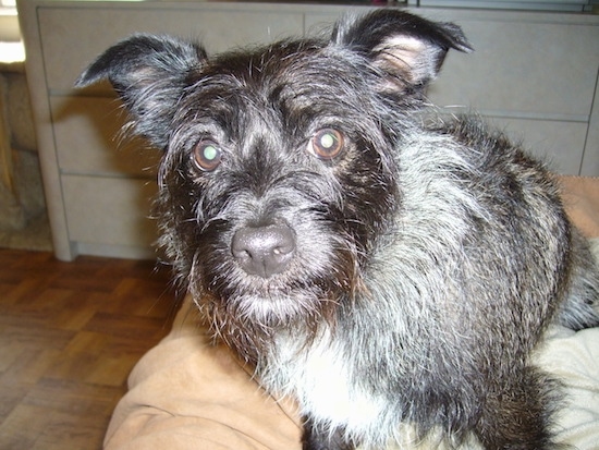 Close up - A short-legged, wiry looking, black with white and tan Toxirn dog sitting on a dog bed on a table and it is looking forward. The dogs brown round eyes are wide open and its nose is black.