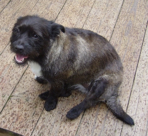 cairn terrier pitbull mix