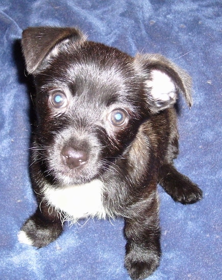 bovenaanzicht van een zwartbruine met witte Toxirn puppy zit op een deken omhoog kijkend. Het heeft brede ronde bruine ogen, een zwarte neus en kleine oren die naar voren vouwen in een v-vorm.