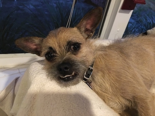 Närbild sidovy - en wiry ser, tan Toxirn hund om på sin vänstra sida och det ser fram emot. Hunden har stora, runda mörka ögon, en svart näsa, stora perk öron och en stor underbett som gör att dess nedre tänder visar sig.