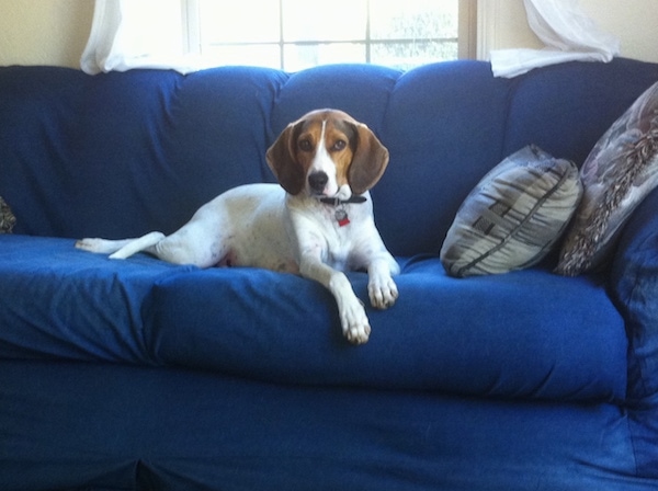 A tricolor large-breed dog laying on a blue cloth couch in front of a sunny window looking forward. The dog has long, wide soft drop ears.