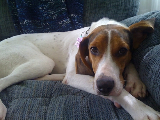 A tricolor large-breed dog laying on a blue cloth couch with its head on its front paws. It has long soft drop ears.