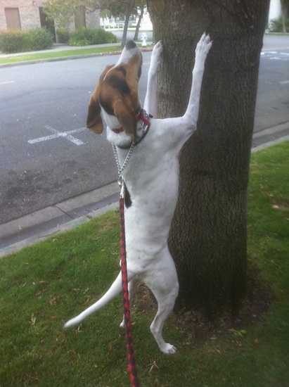 A tricolor large-breed dog outside barking up a tree next to a road.