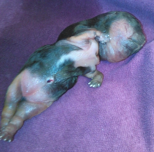 A Yorkshire Terrier Water (Walrus) puppy laying on a purple towel