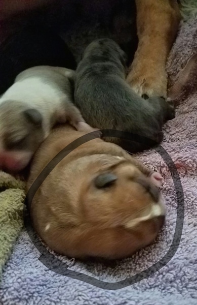 Three newborn puppies in a row with the middle puppy larger than the rest