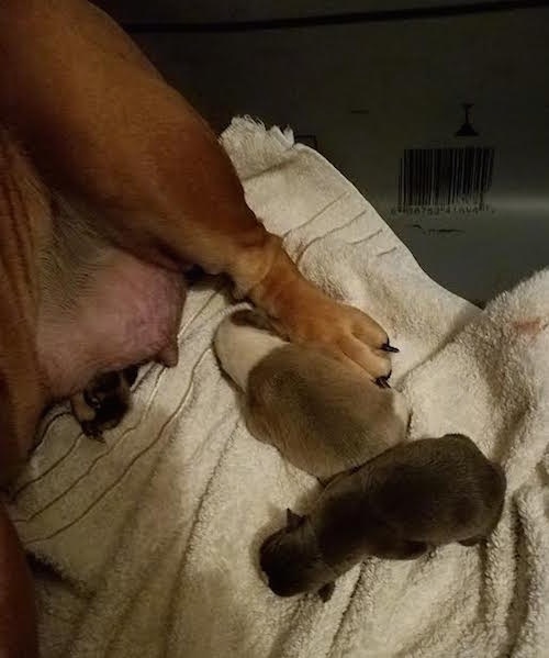 Two newborn puppies sitting next to the back leg of their mother on a white towel. The mother is red in color, one puppy is tan and white and the other is black with white.